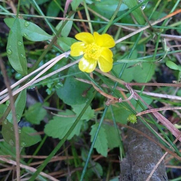 Ranunculus flammula Flors