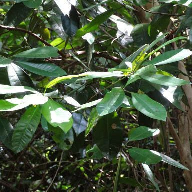 Pimenta dioica Habit