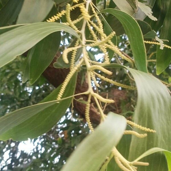 Acacia mangium 花