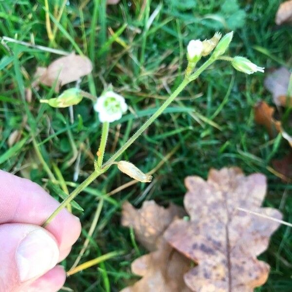 Cerastium fontanum आदत