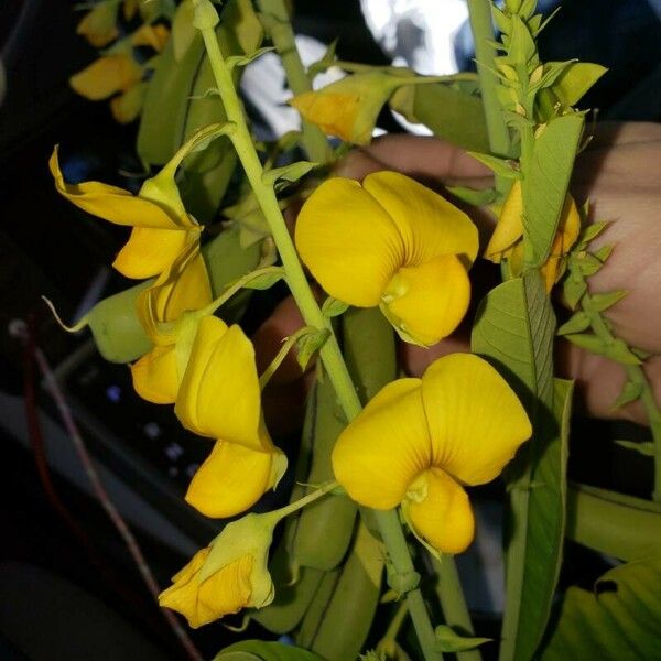 Crotalaria spectabilis Flower