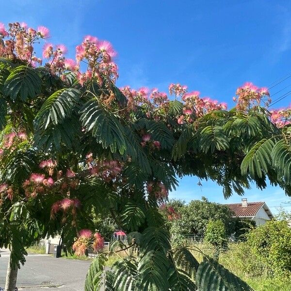 Albizia julibrissin Květ