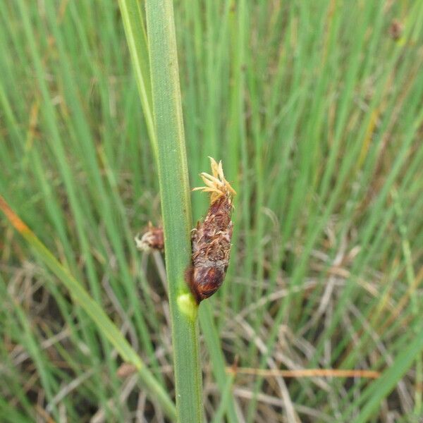 Schoenoplectus pungens Flor