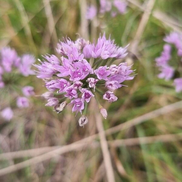 Allium angulosum Blüte