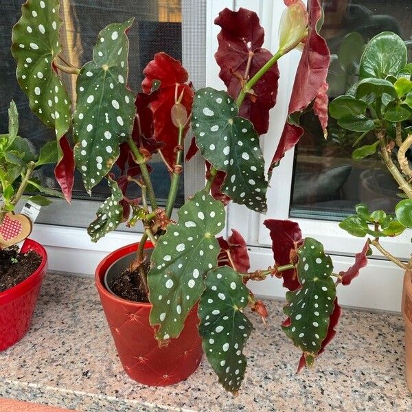 Begonia maculata Leaf