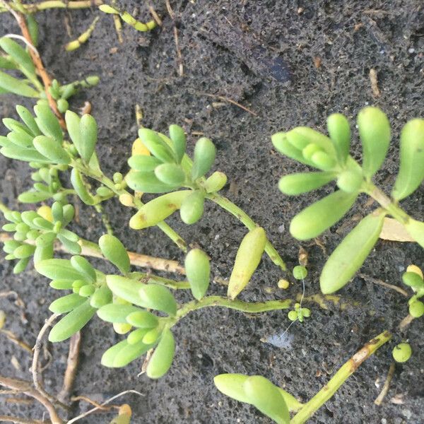 Batis maritima Plante entière