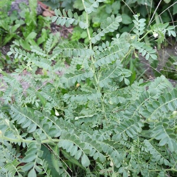 Cicer arietinum 整株植物