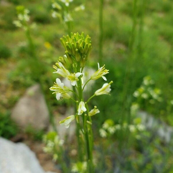 Turritis glabra Lorea