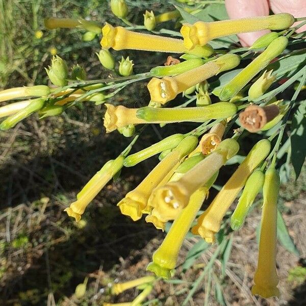 Nicotiana glauca Cvet