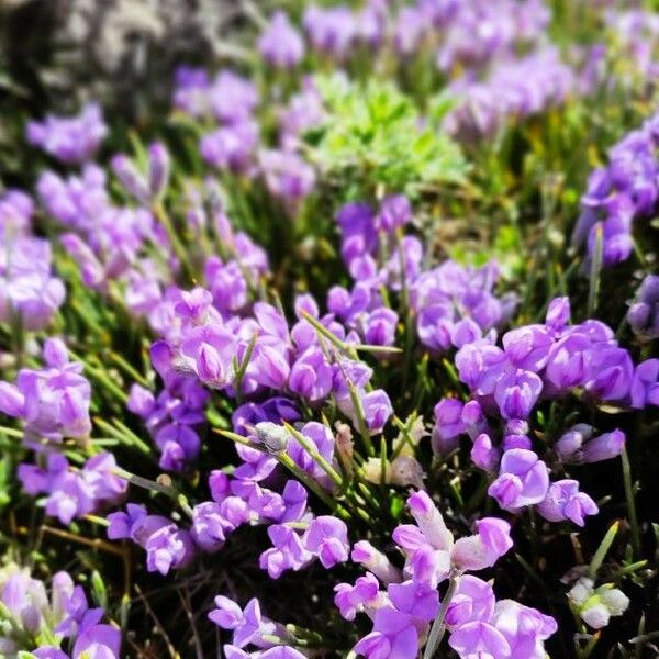 Erinacea anthyllis Flor