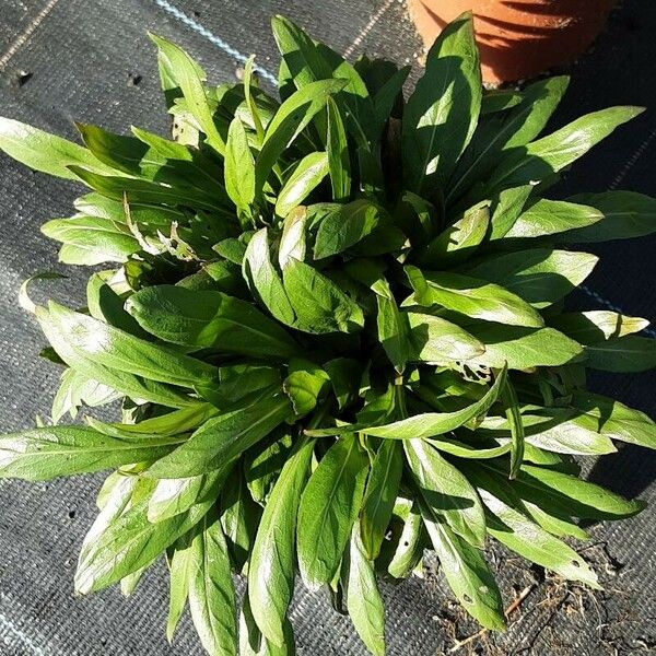 Centaurea triumfettii Habit