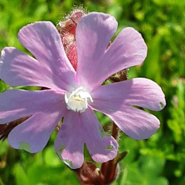 Silene pendula ᱵᱟᱦᱟ