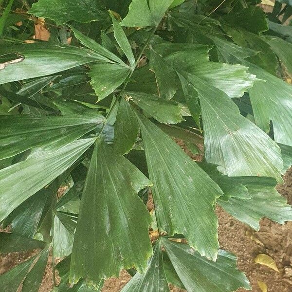 Caryota mitis Frunză