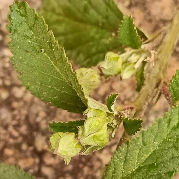 Hibiscus micranthus Blad