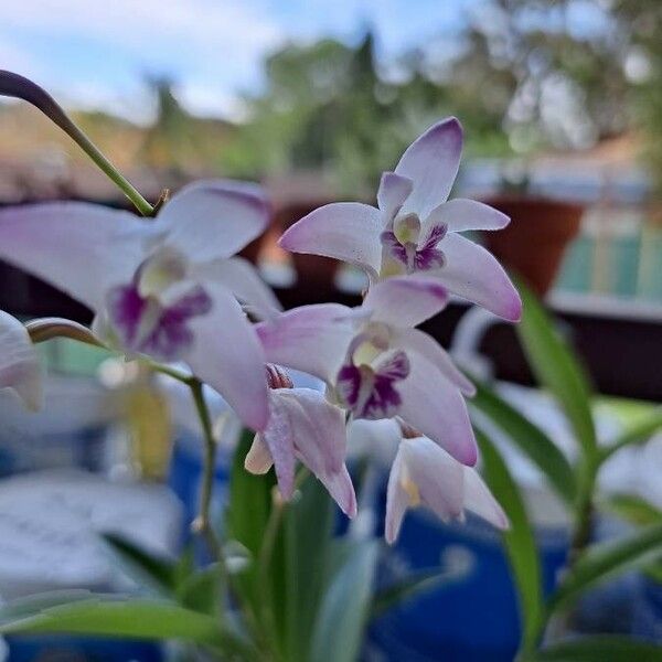 Dendrobium kingianum Kwiat