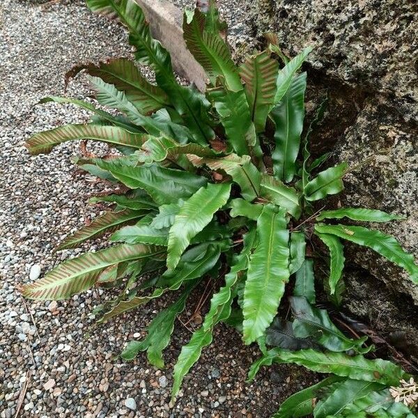 Asplenium scolopendrium Hábito