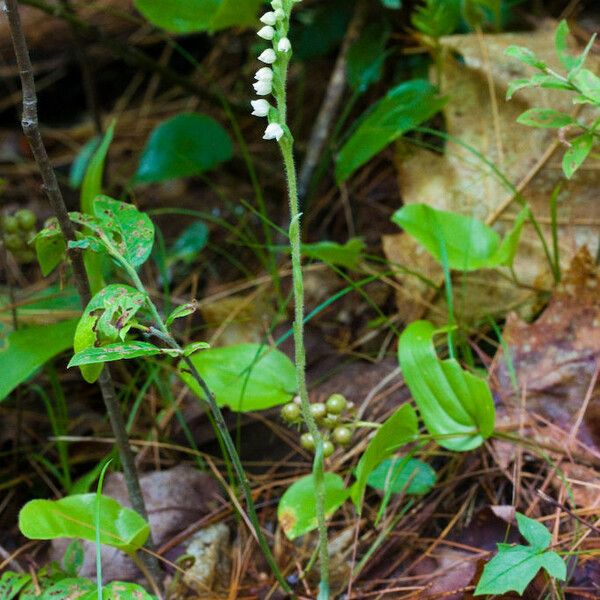 Goodyera tesselata Habit