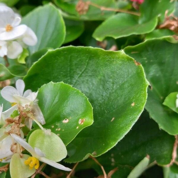 Begonia cucullata Leaf