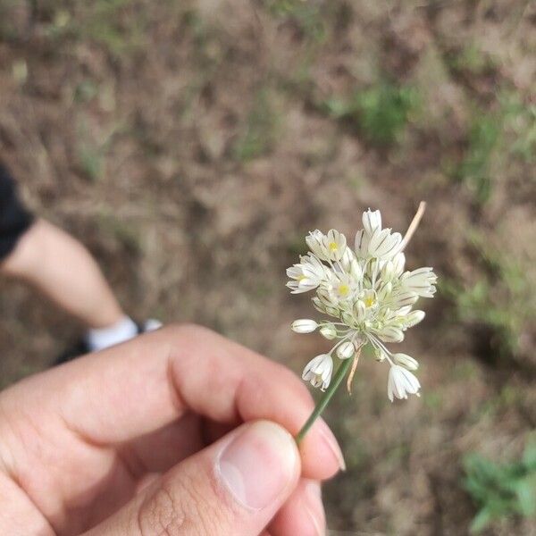 Allium paniculatum Flower