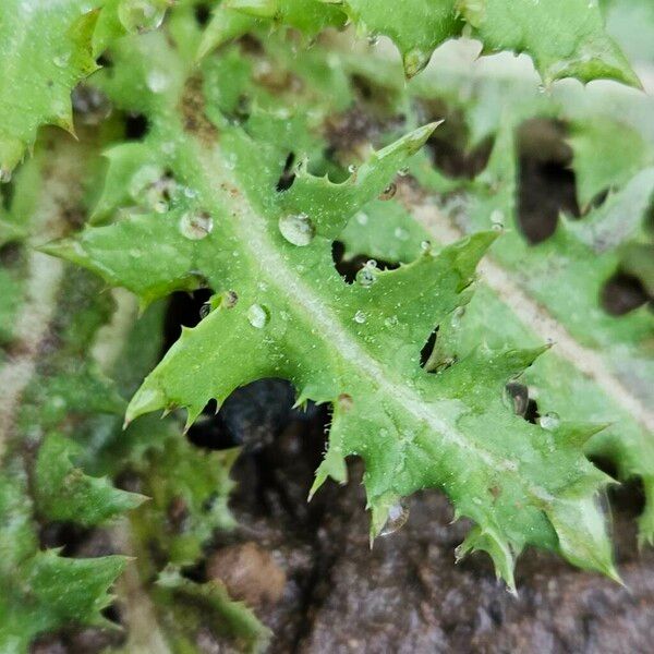 Sonchus asper Folha