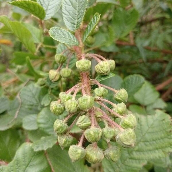 Rubus ellipticus Vrucht