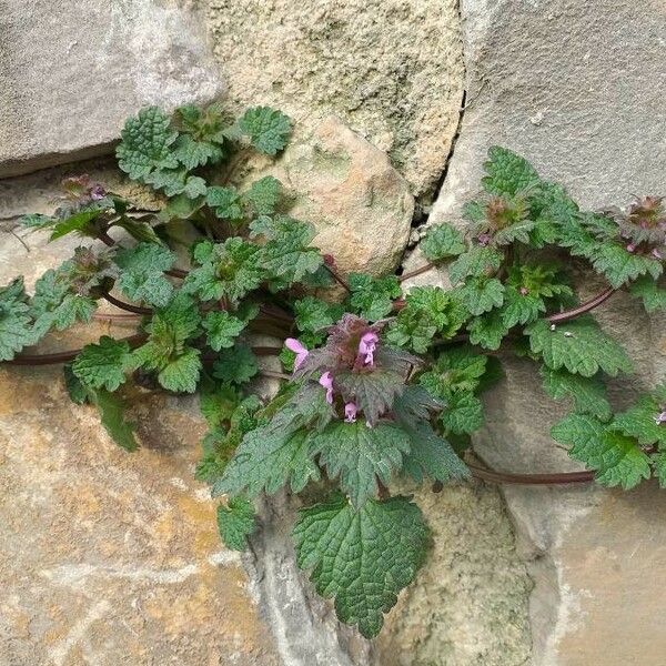 Lamium hybridum Хабит