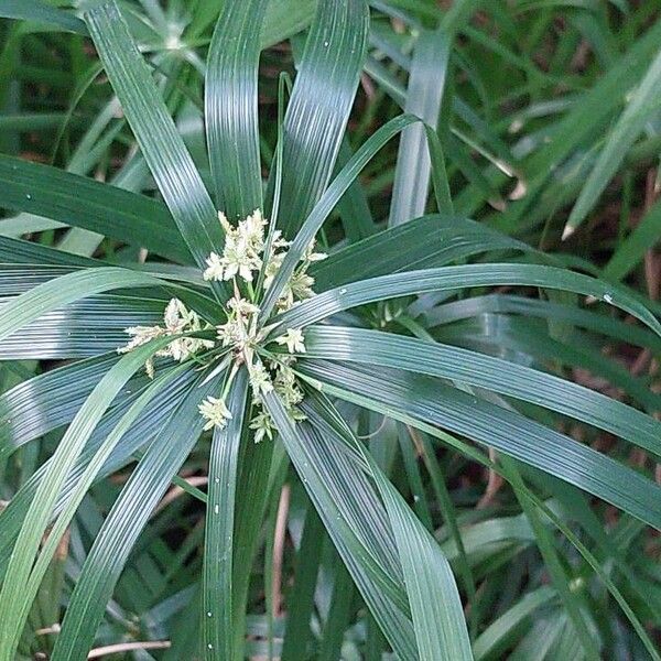 Cyperus alternifolius Φύλλο