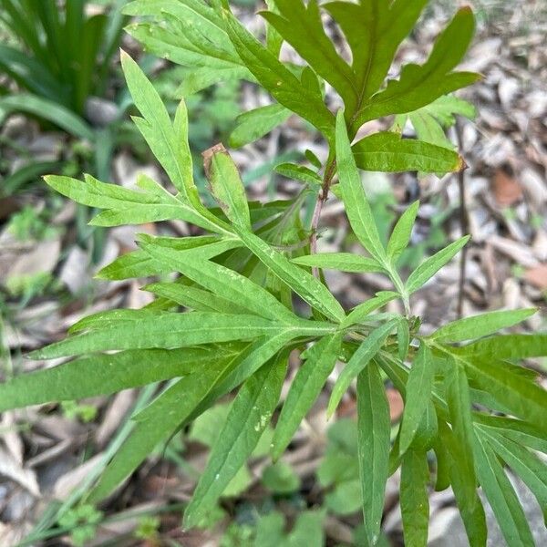 Artemisia verlotiorum Fuelha