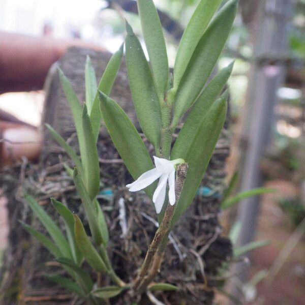 Afropectinariella pungens Flower