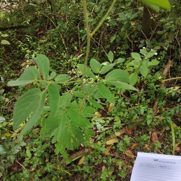 Mimosa albida Habit