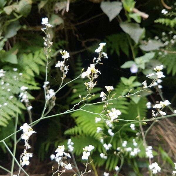 Crambe filiformis 花