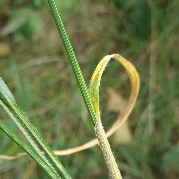 Carex hirta पत्ता