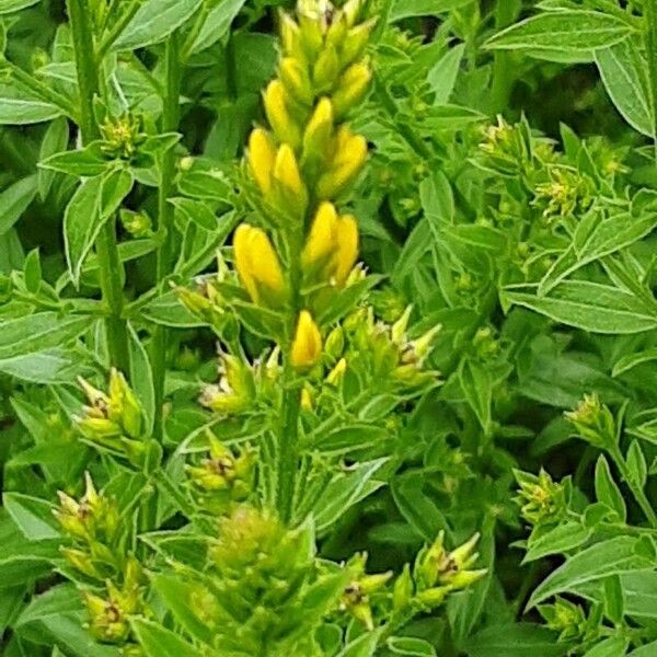 Genista tinctoria Blüte