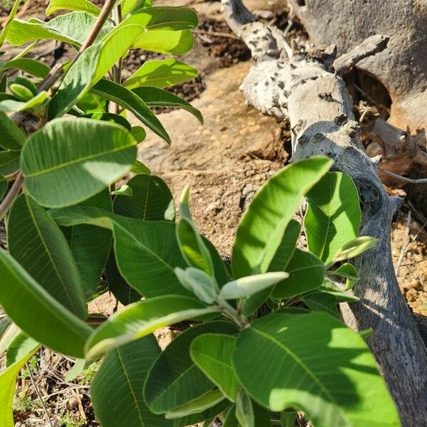 Ozoroa insignis Blad