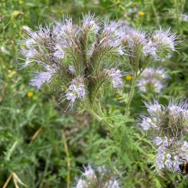 Phacelia tanacetifolia Habitus