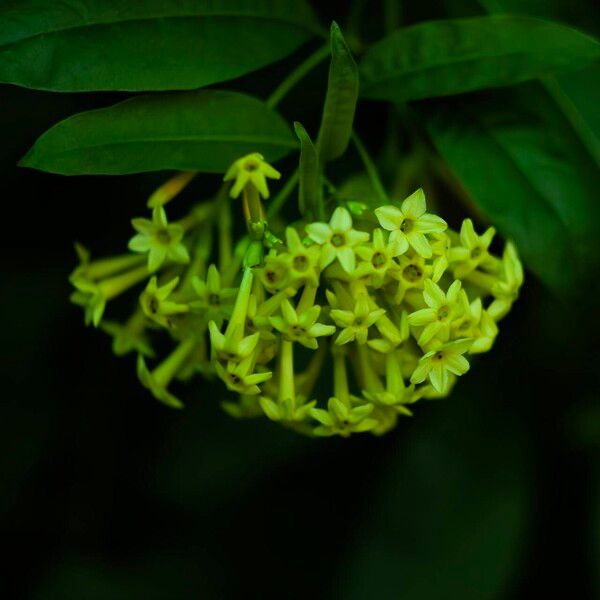 Cestrum nocturnum Кветка