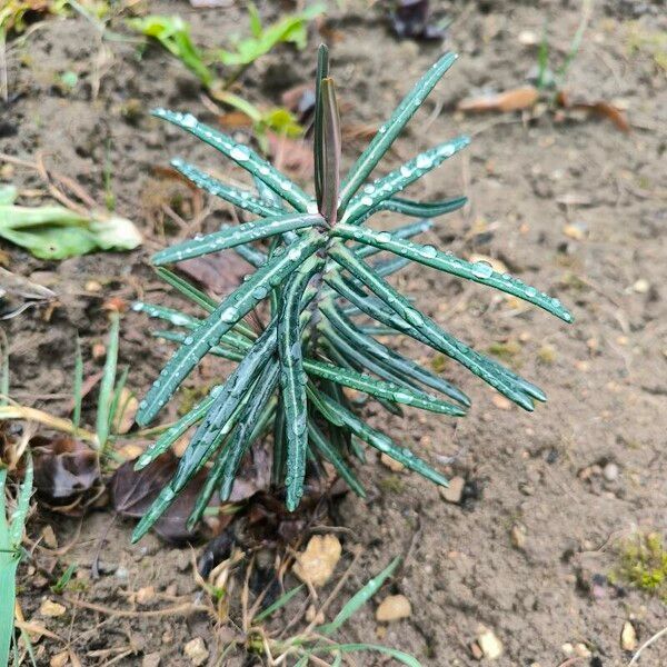 Euphorbia lathyris Feuille