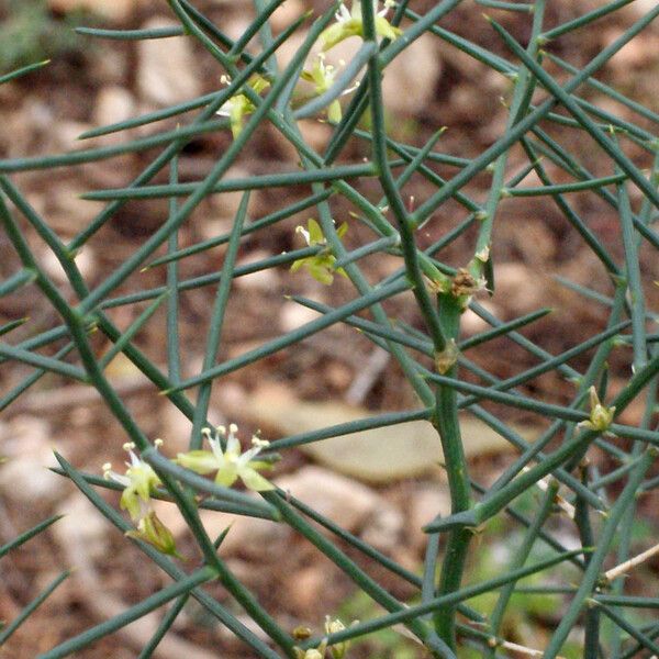 Asparagus horridus