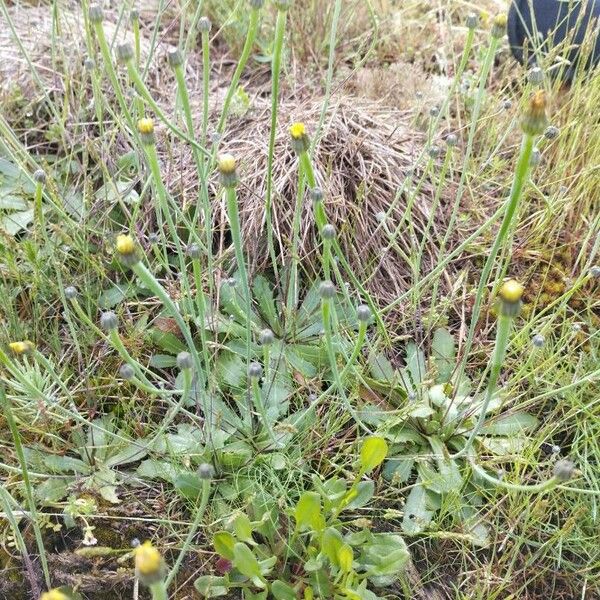 Arnoseris minima Leaf