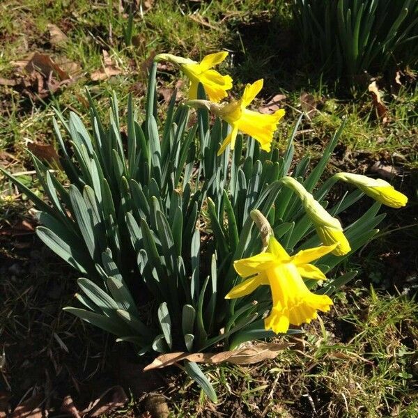 Narcissus pseudonarcissus Habit