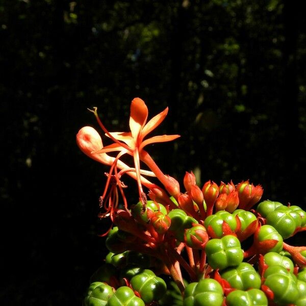 Clerodendrum speciosissimum Цвят