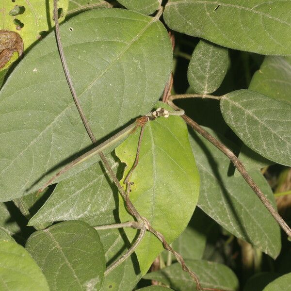 Centrosema pubescens Blad