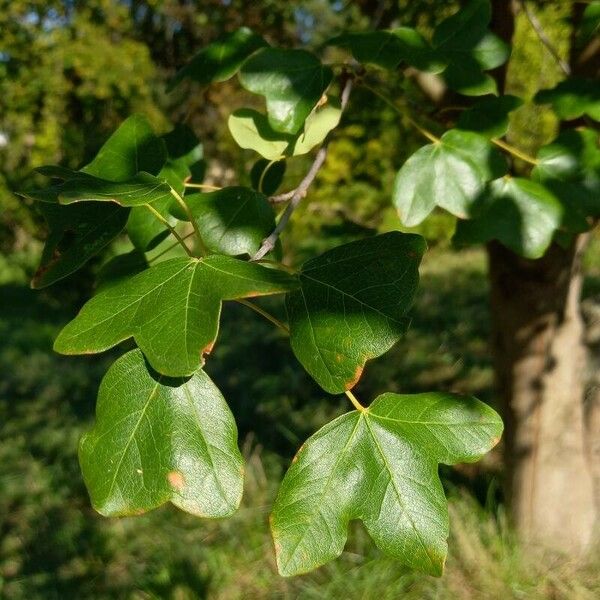 Acer monspessulanum Folio