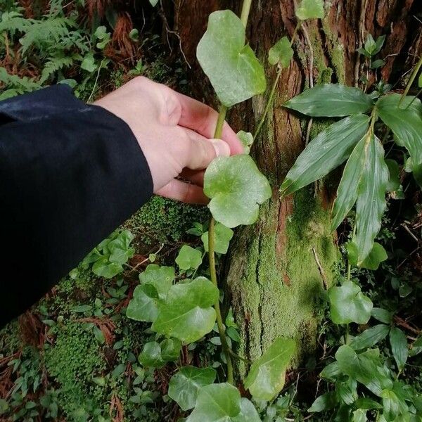 Hedera azorica برگ