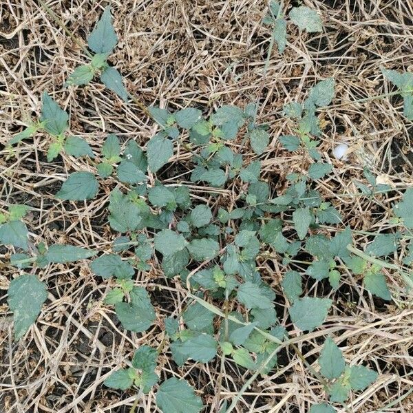 Boerhavia erecta Лист