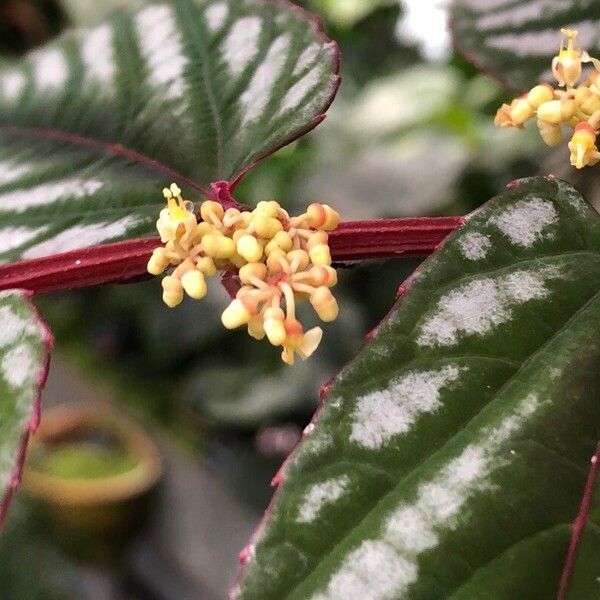 Cissus discolor Fiore