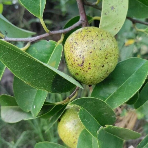 Annona glabra Hedelmä