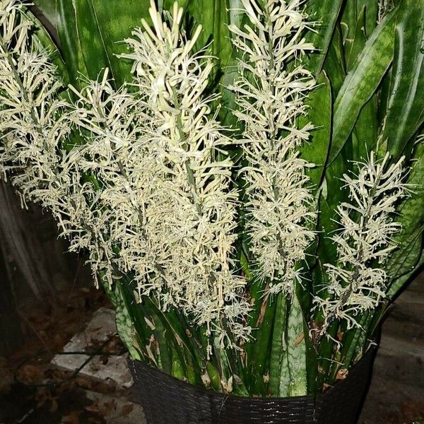 Sansevieria hyacinthoides Blüte