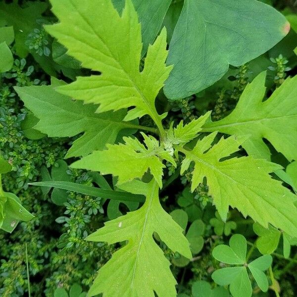 Erechtites valerianifolius Blatt