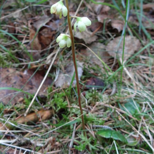 Pyrola rotundifolia Leaf